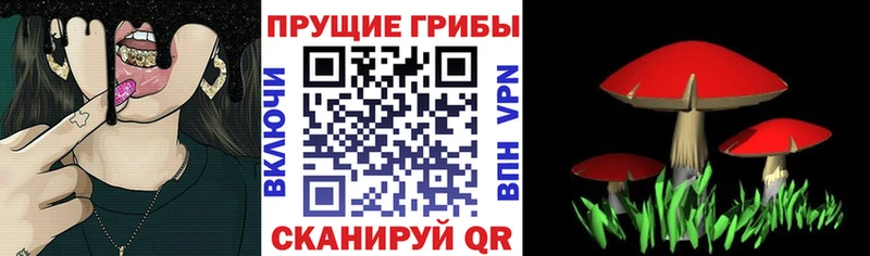 купить наркотик  Салехард  Галлюциногенные грибы GOLDEN TEACHER 